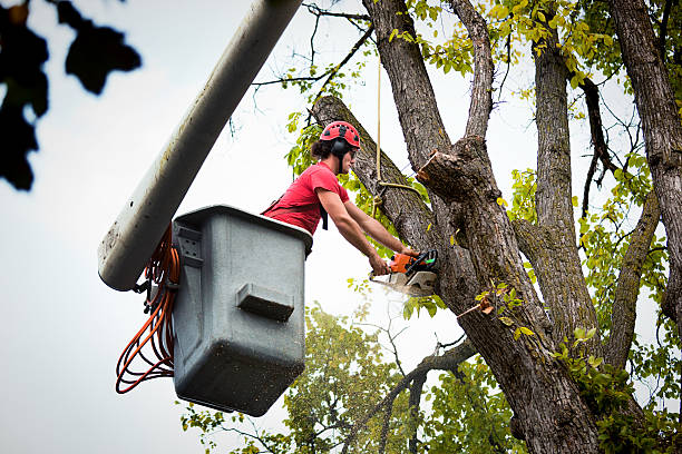 How Our Tree Care Process Works  in Rome, NY